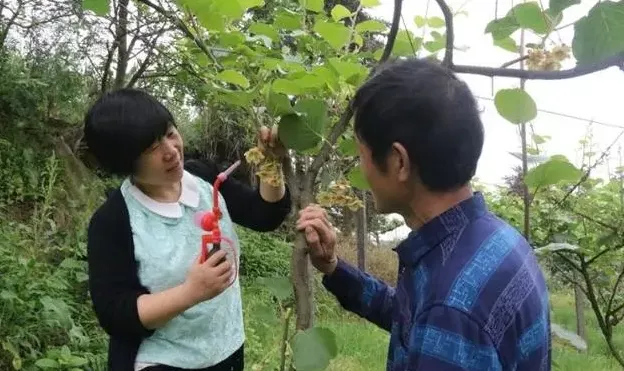 猕猴桃花期管理關鍵技術，疏蕾、疏花、疏果、授粉