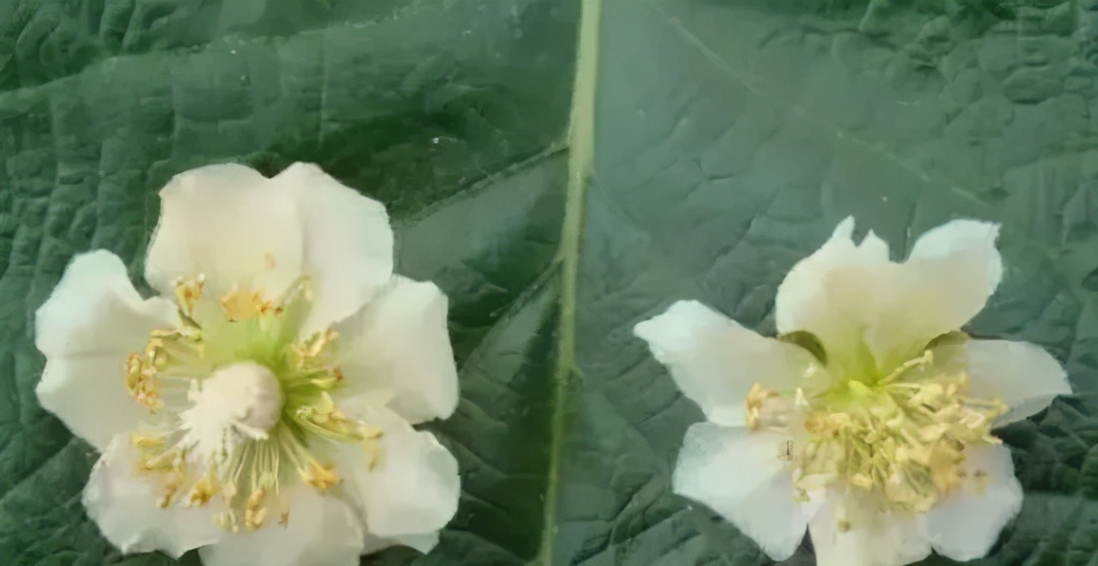 猕猴桃花期管理關鍵技術，疏蕾、疏花、疏果、授粉