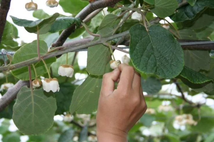 猕猴桃花期管理關鍵技術，疏蕾、疏花、疏果、授粉